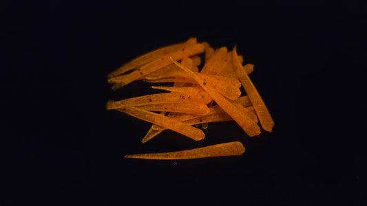Chili Pepper Glow