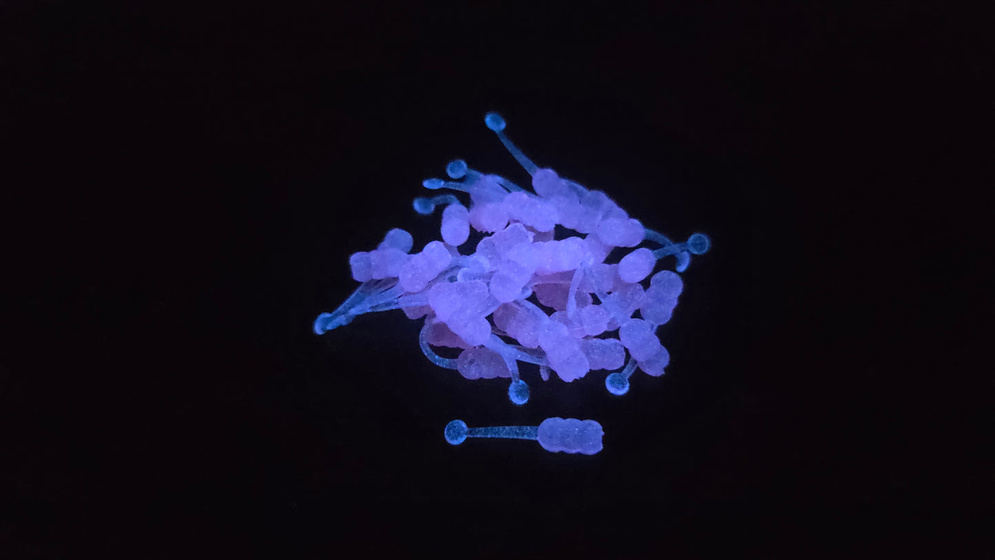 Sweetie Pink Glow