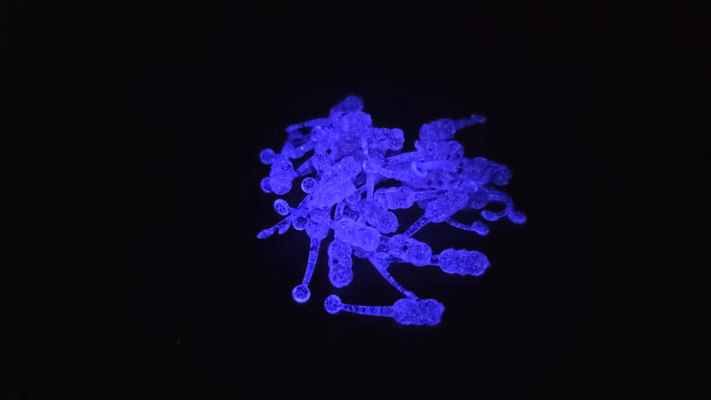 Unicorn Glow