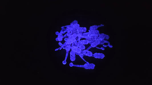 Unicorn Glow